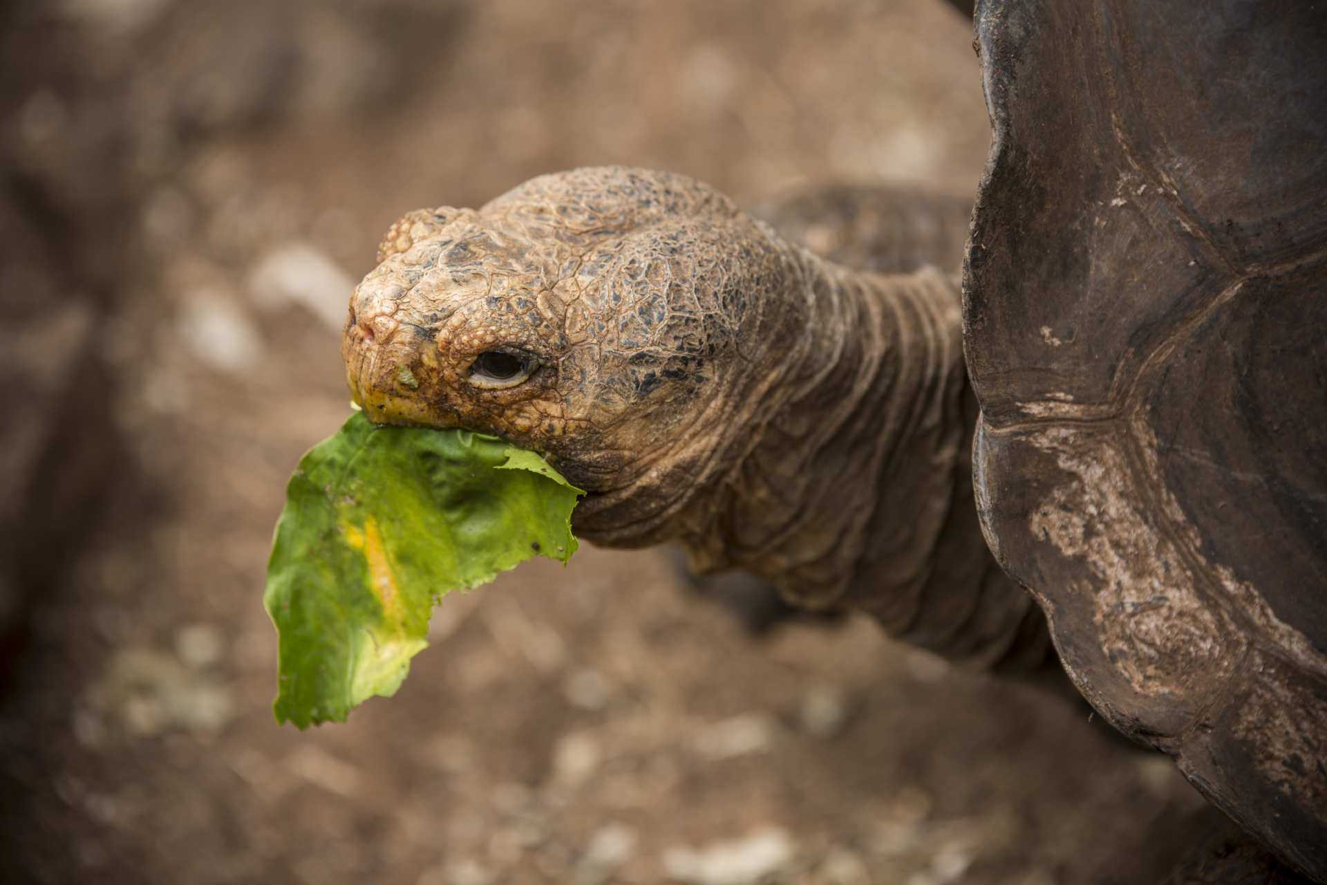 Galápagos-Riesenschildkröte auf Santa Cruz Island beim Fressen