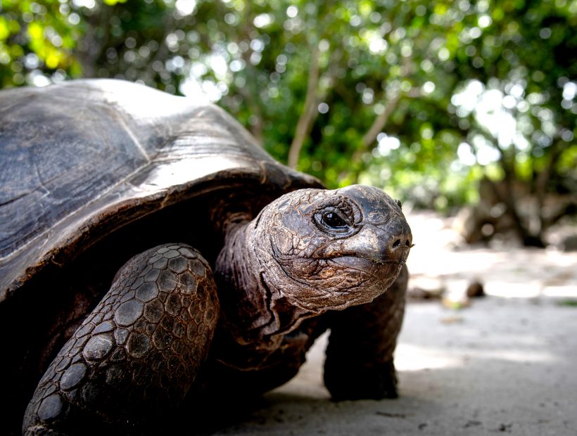 Aldabra Riesenschildkröte