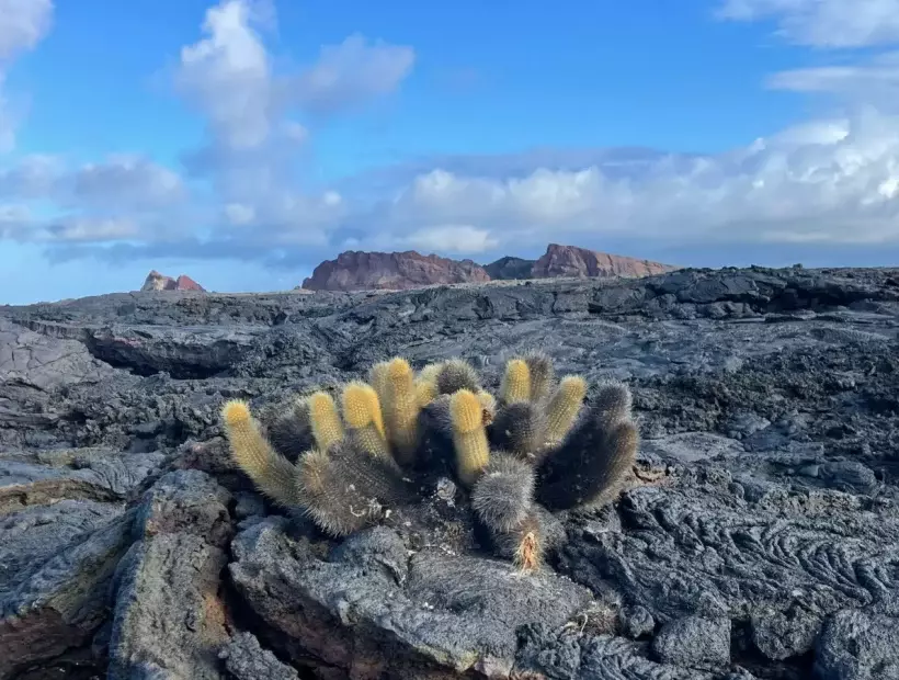 Vulkangestein Galapagos