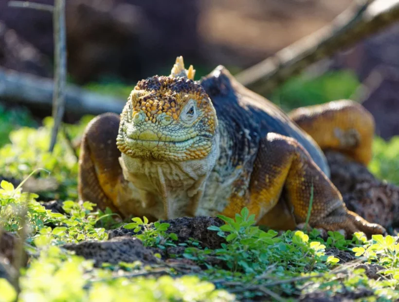 Galapagos Landleguan