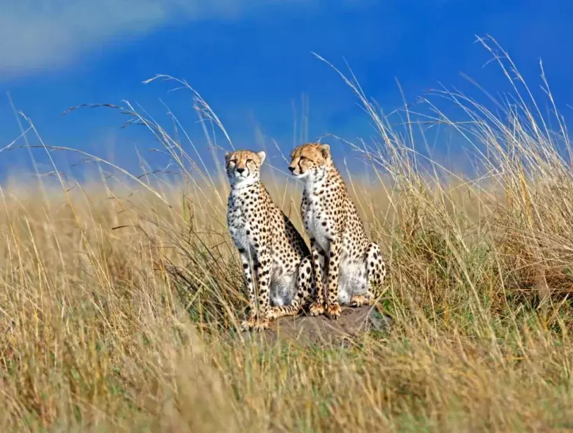 Masai Mara Nationalpark