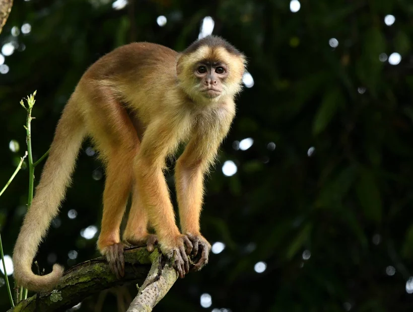 Kapuzineraffe am Amazonas, Brasilien