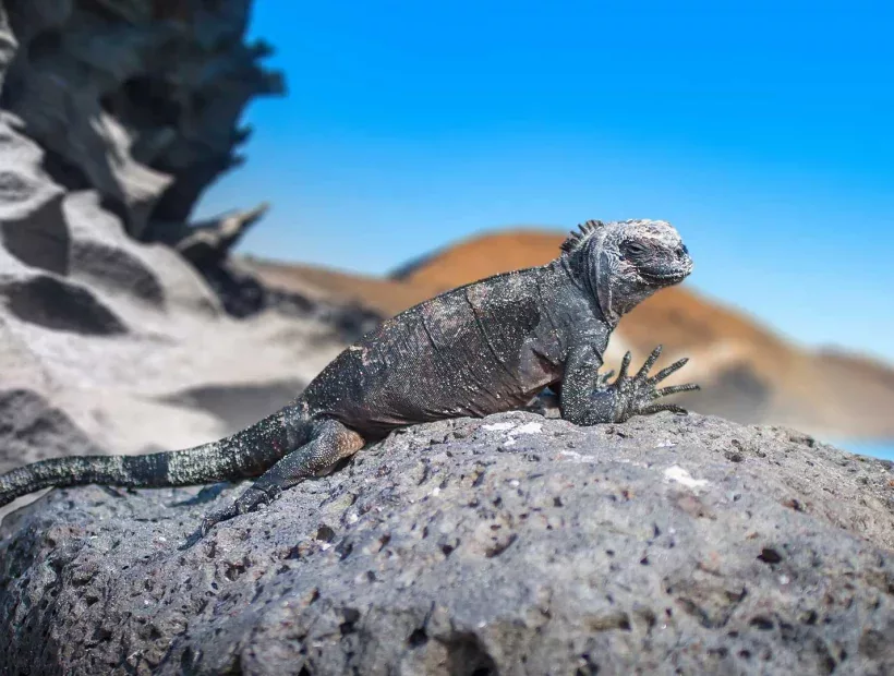 Naturwunder Galapagos