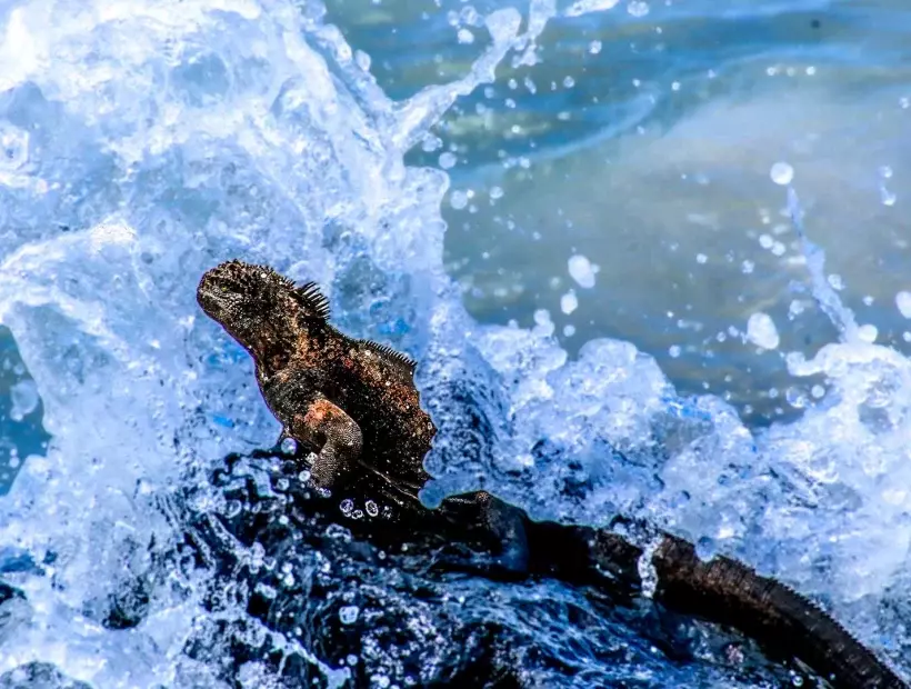 Galapagos Exklusiv