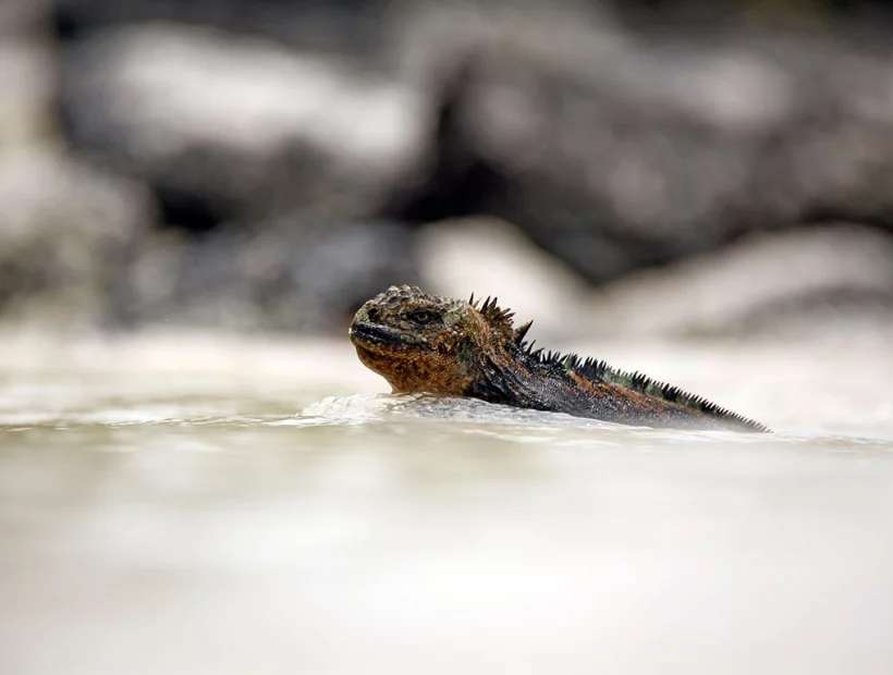 Meerechse auf Galápagos