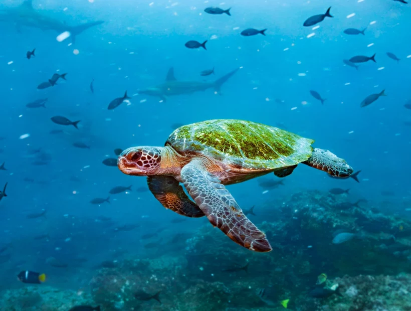 Galapagos Exklusiv