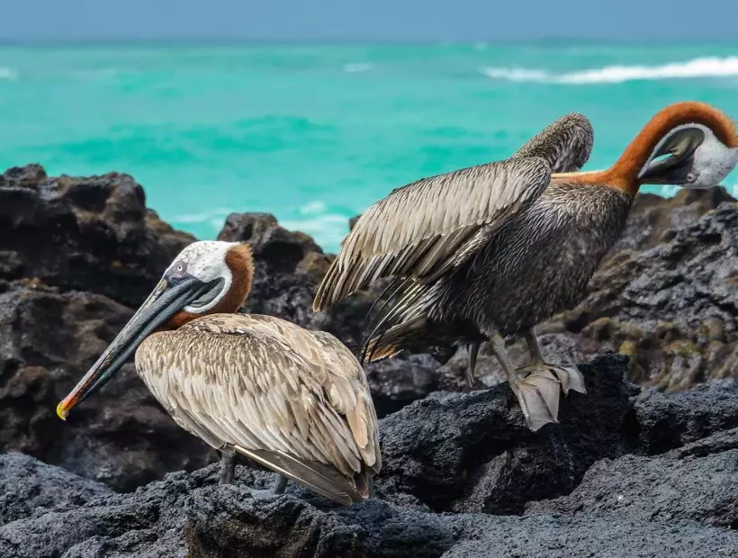 Naturwunder Galapagos