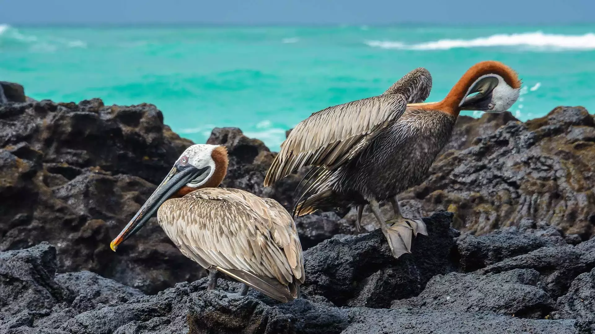 Naturwunder Galapagos