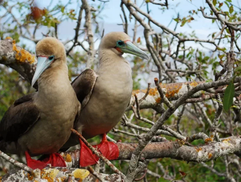 Rotfußtölpel Galapagos