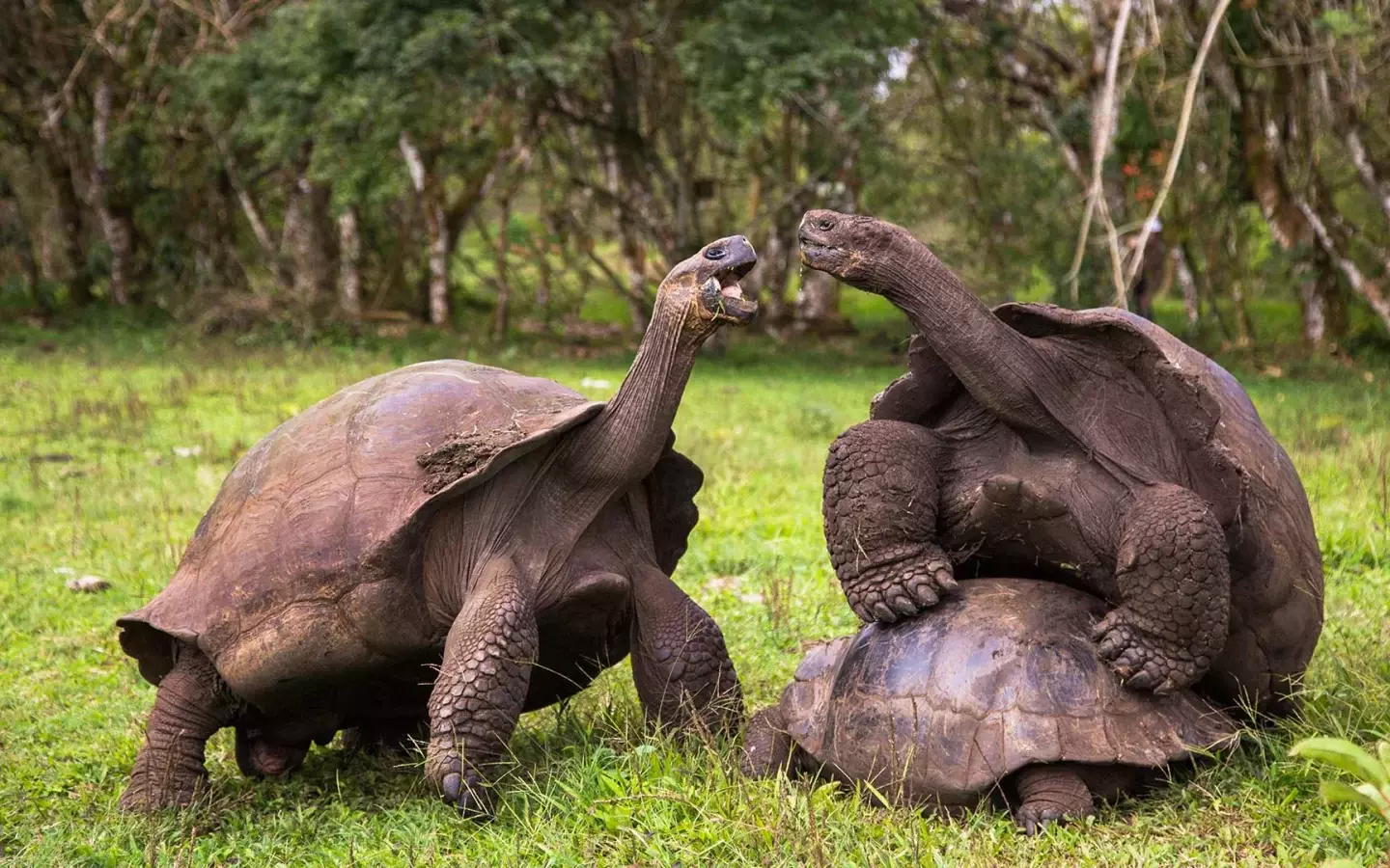 Schildkröten auf Galapagos
