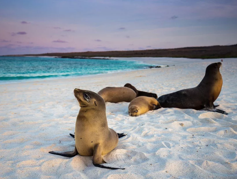 Galapagos Seelöwe am Strand