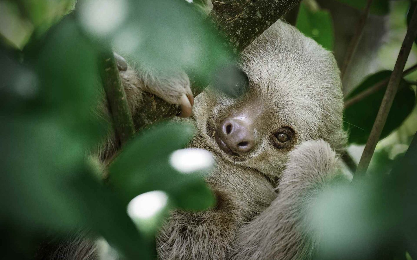 Faultier hängt entspannt an einem Ast in Panama