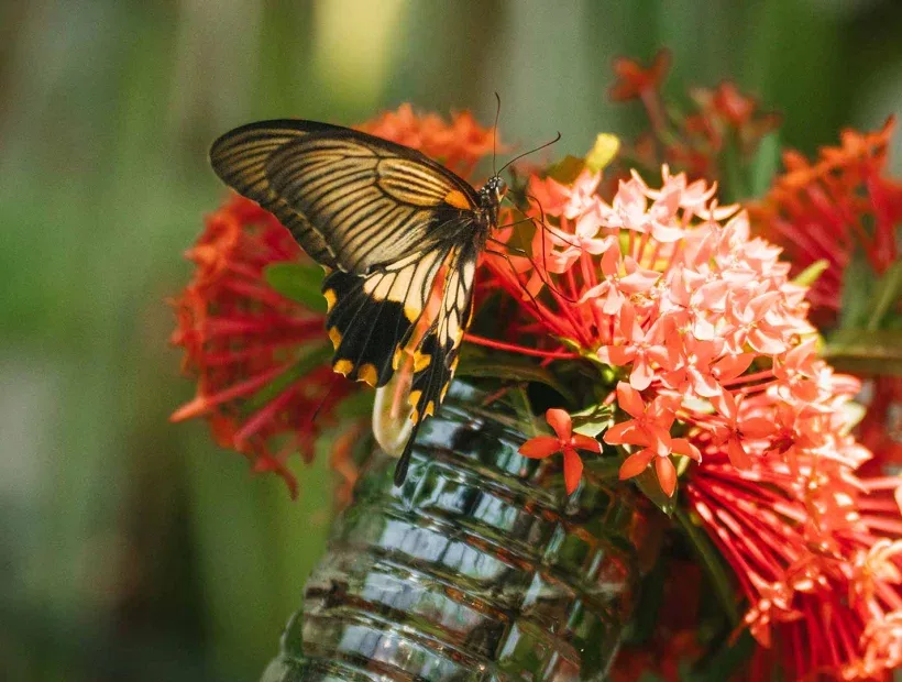 Schmetterling an einer tropischen Blume