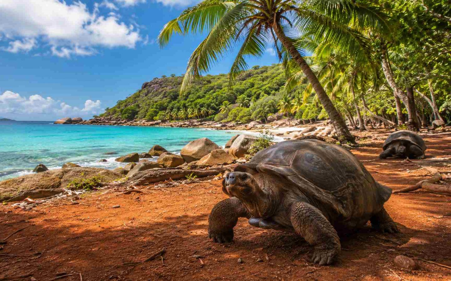 Schildkröte auf Curieuse