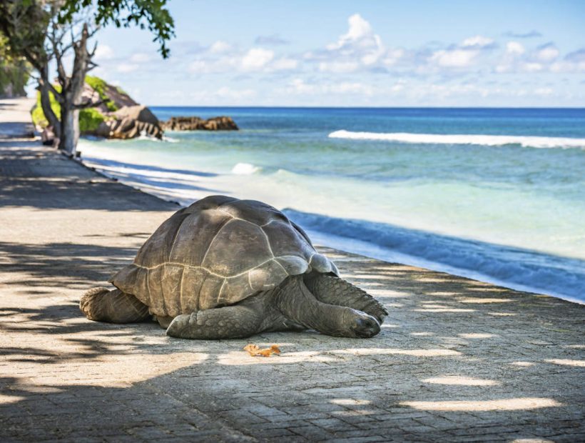 Riesenschildkröte am Strand von La Digue