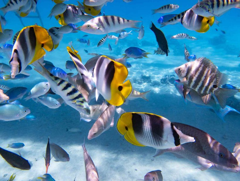 Bunte Rifffische schwimmen über einem Korallenriff im klaren Wasser von Französisch-Polynesien.