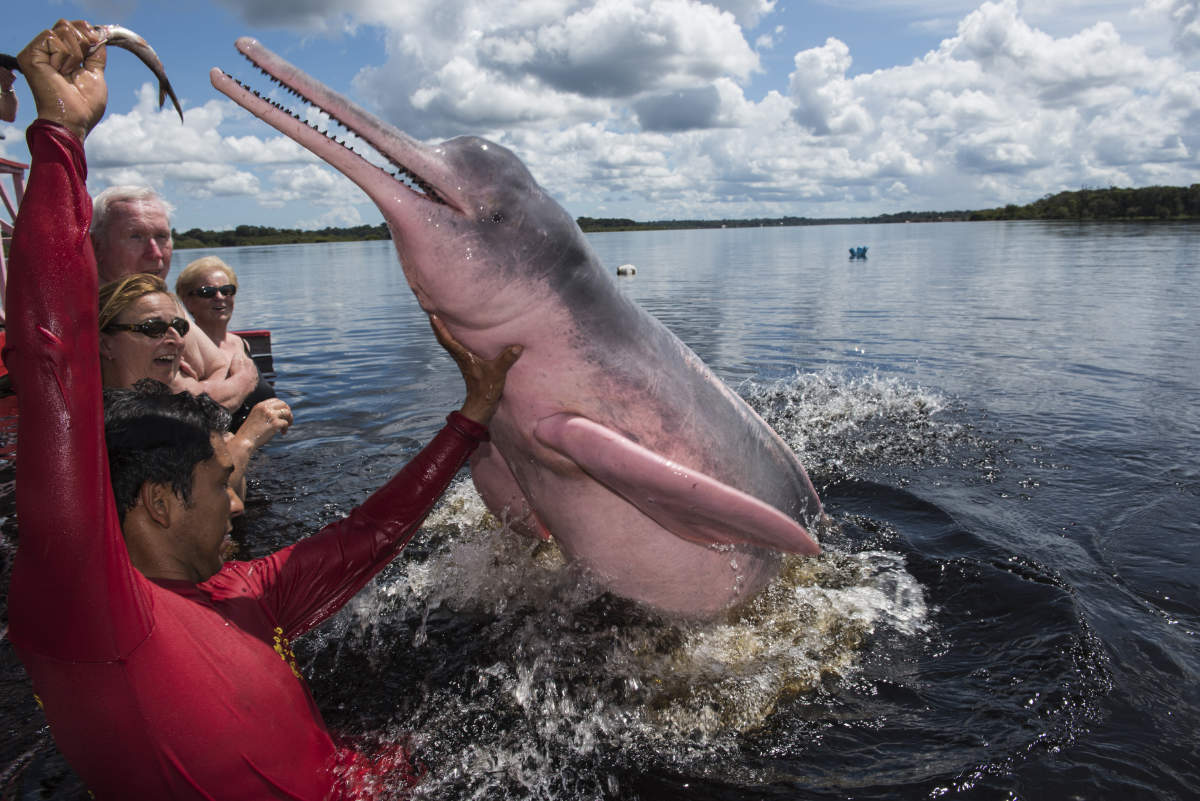 Gäste mit rosa Delfinen im Wasser im Amazonasgebiet