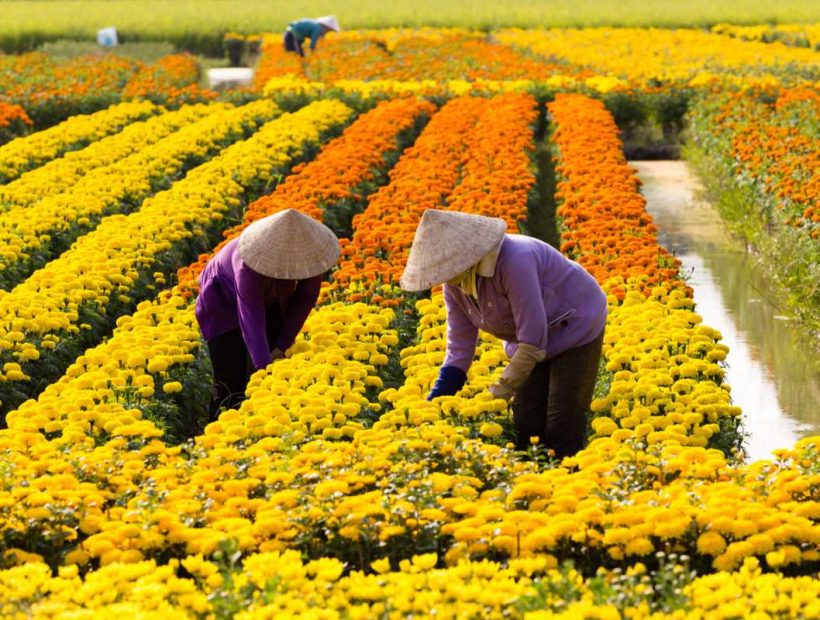 Vietnamesische Frauen bei der Blumenernte in einem gelb-orangen Blumenfeld