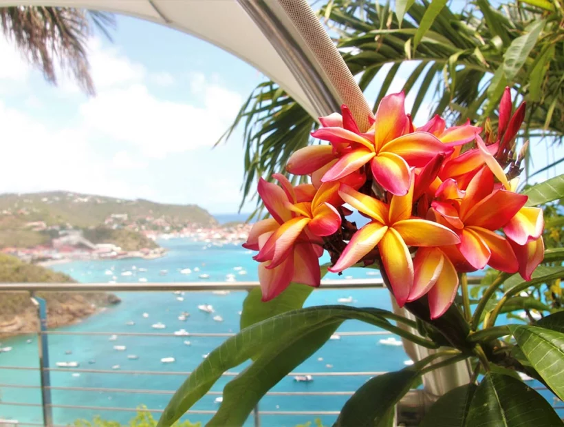 Tropische Blume auf St Barth