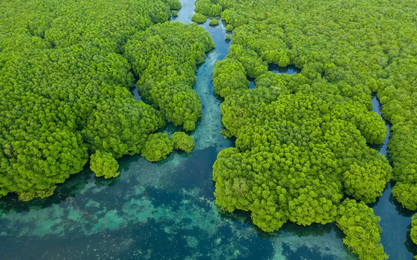 Das Anavilhanas-Archipel im Amazonasbecken