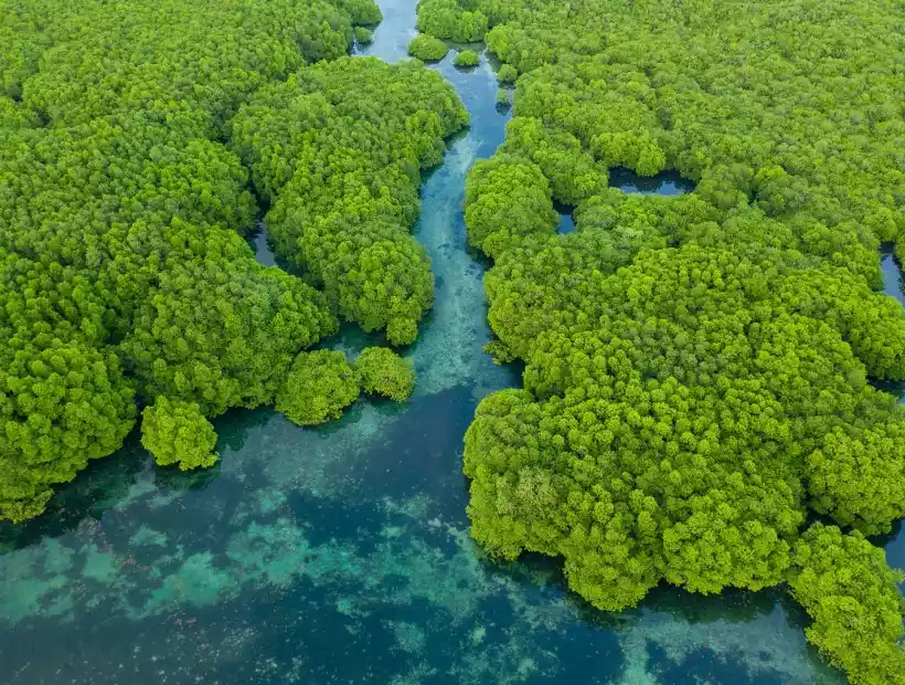 Amazonas