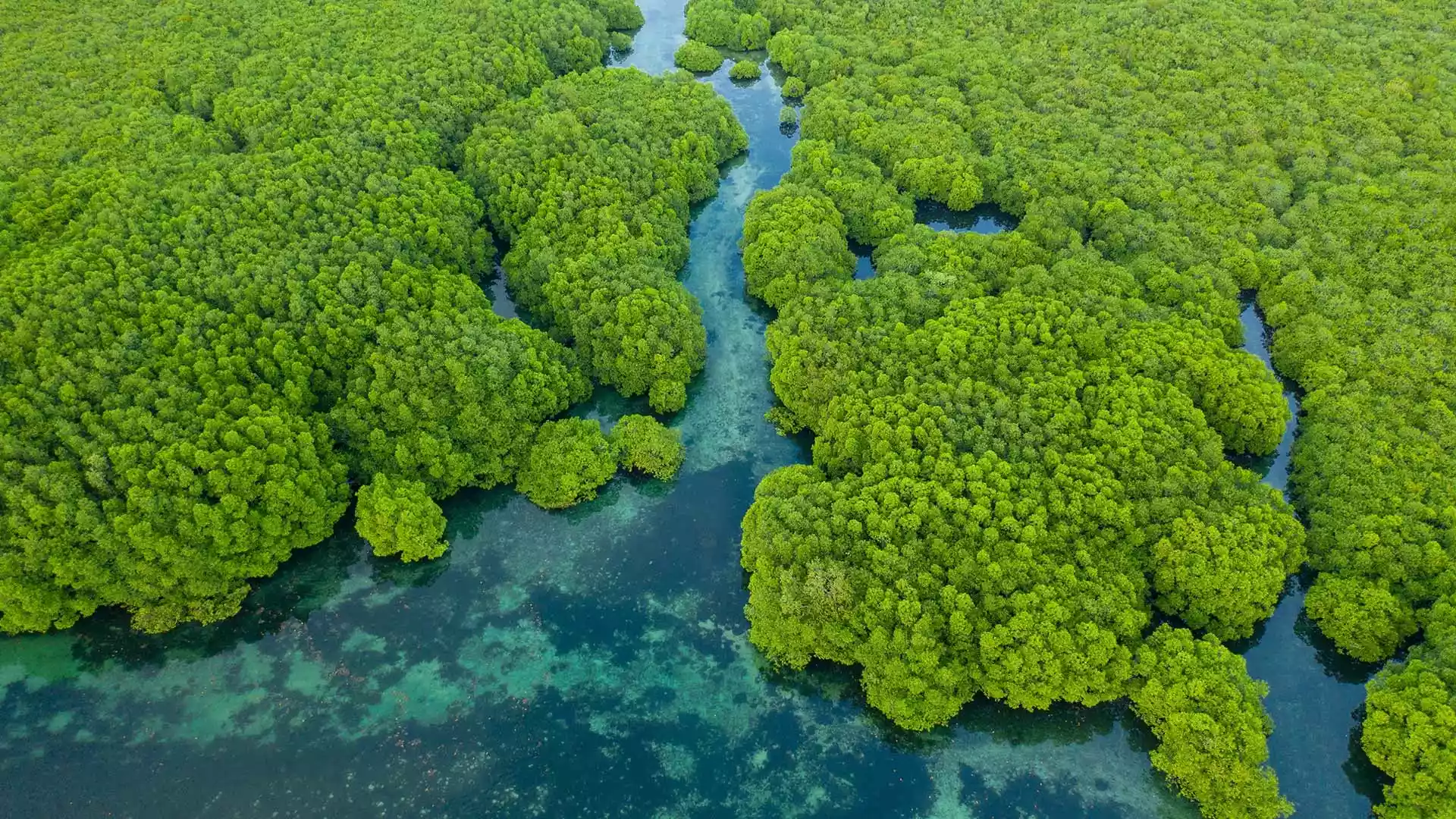 Amazonas