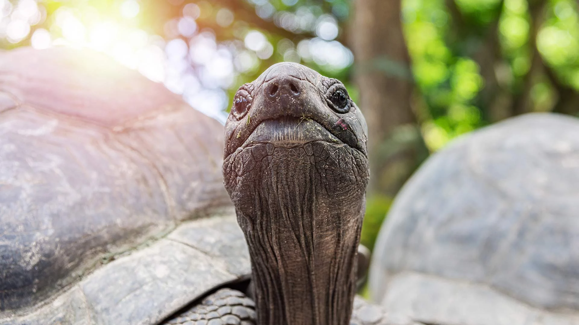 Auf den Seychellen gibt es die größten Landschildkröten der Welt