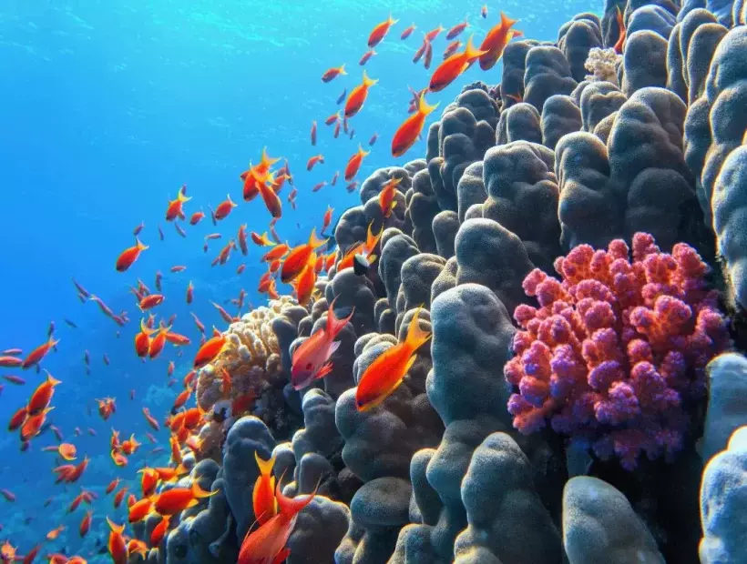 Die Farbenprächtige Unterwasserwelt der Seychellen