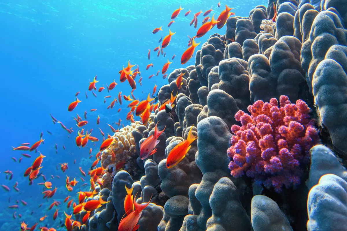 Die Farbenprächtige Unterwasserwelt der Seychellen
