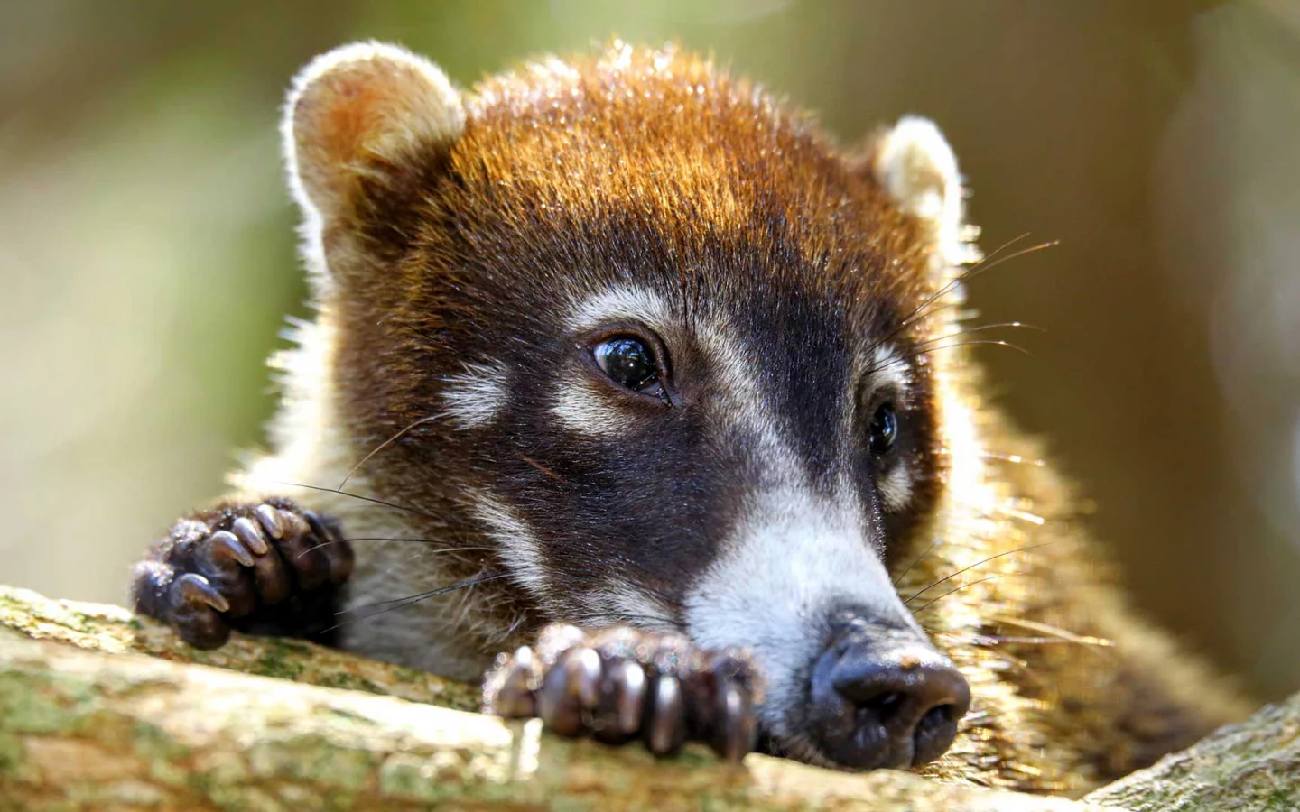 Nasenbär in Costa Rica
