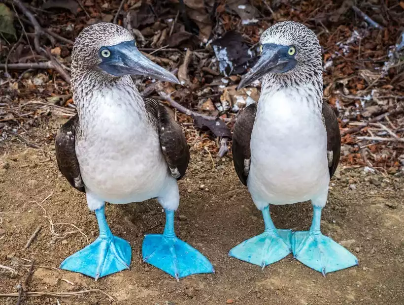 Blaufusstölpel auf Galapagos