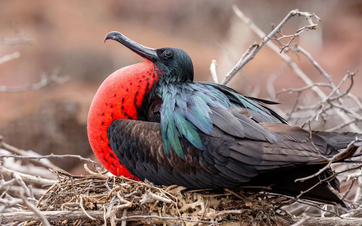 Fregattvogel auf Galapagos
