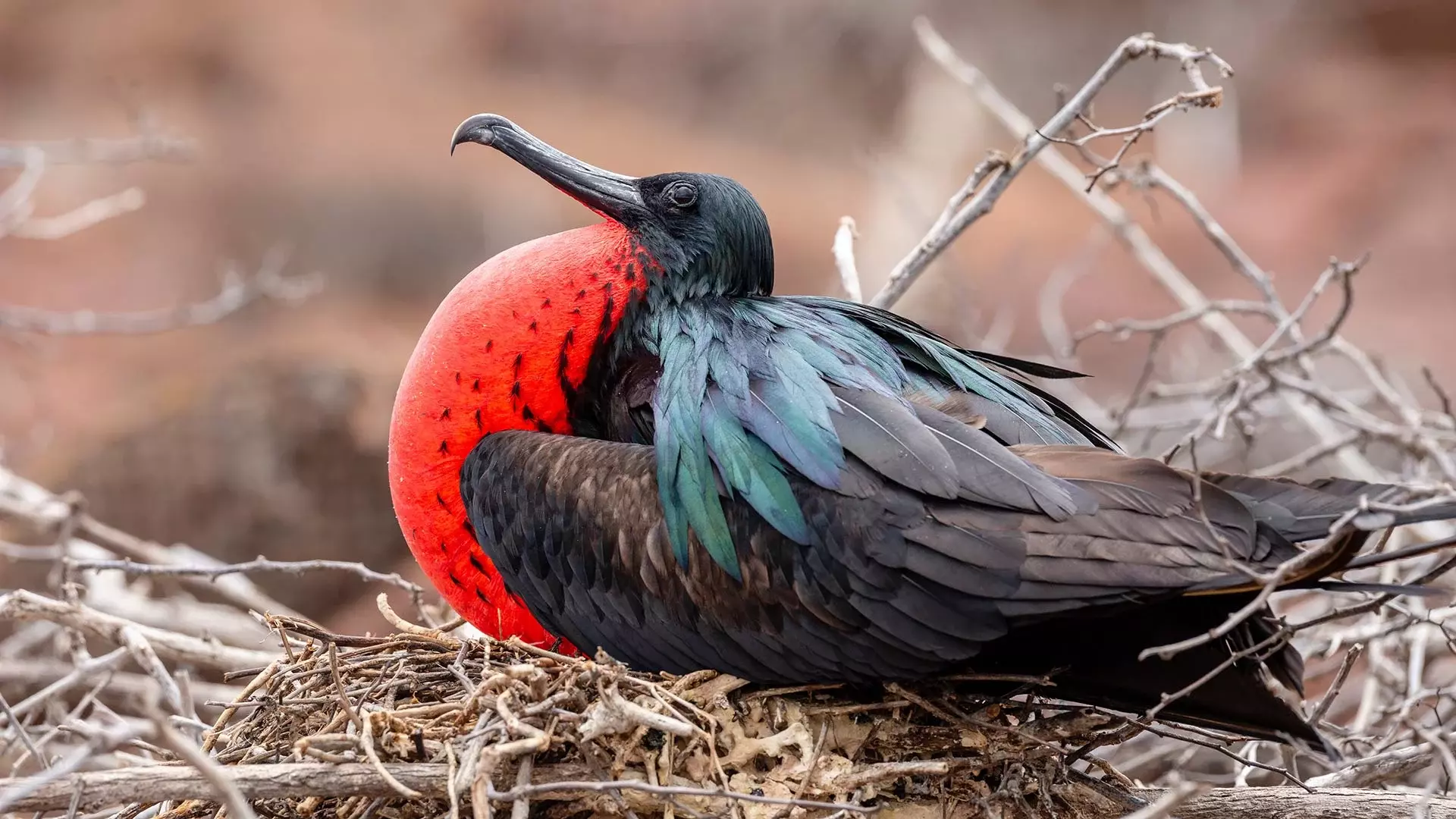 Fregattvogel auf Galapagos