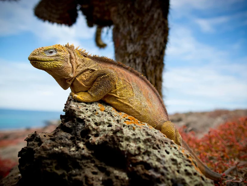 Galapagos als ergänzender Bildeindruck