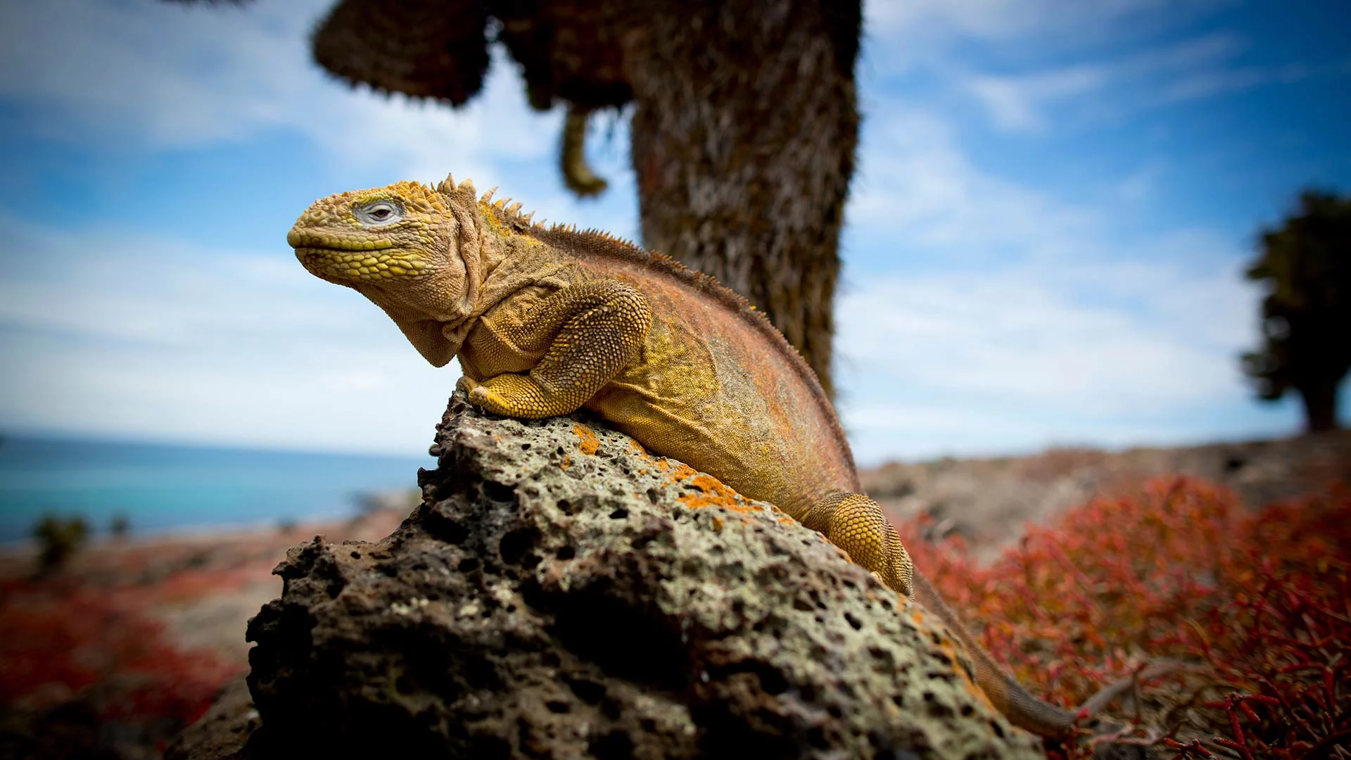 Galapagos