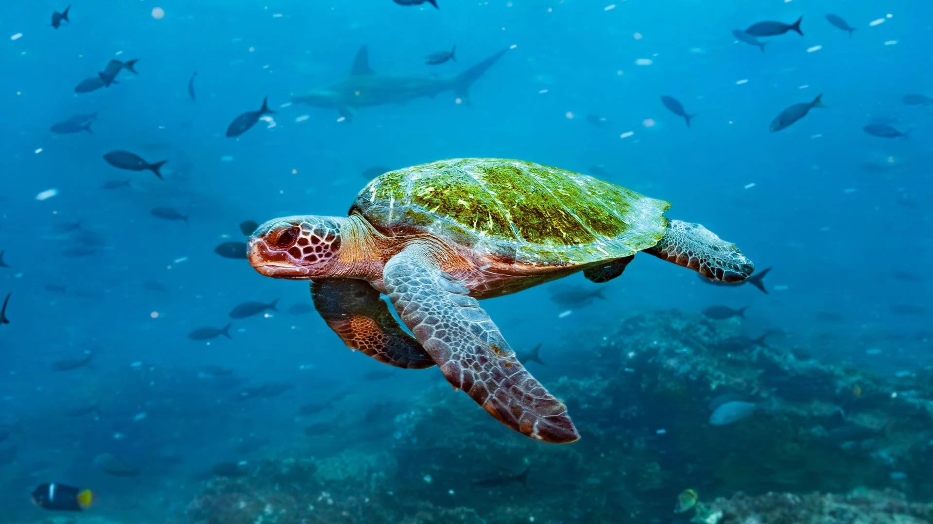 Meeresschildkrötel auf Galapagos