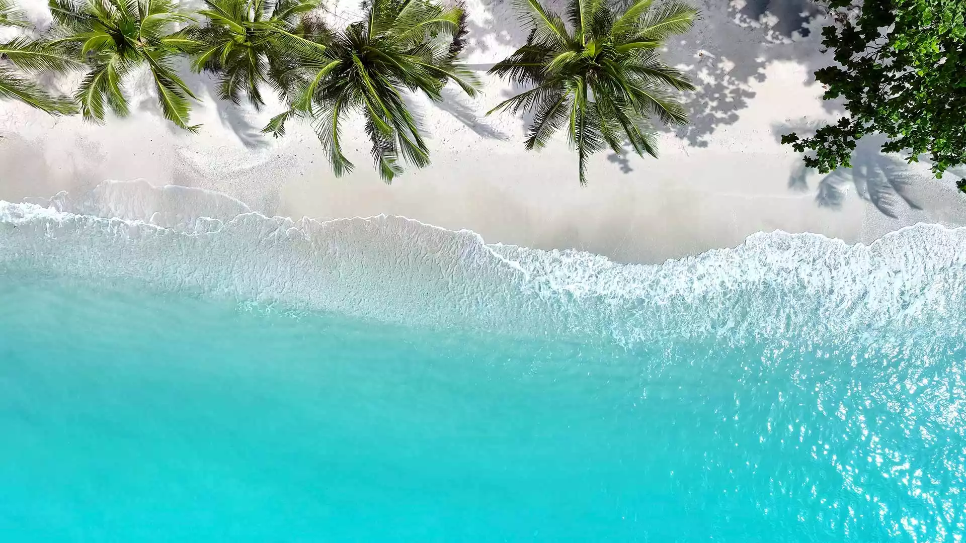 Traumstrand mit Palmen am türkisblauen Meer