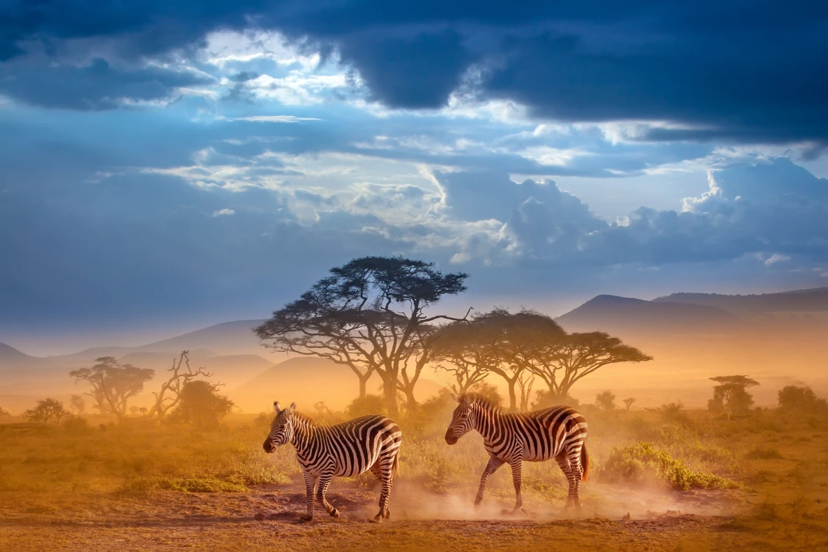 Zebras in Kenia
