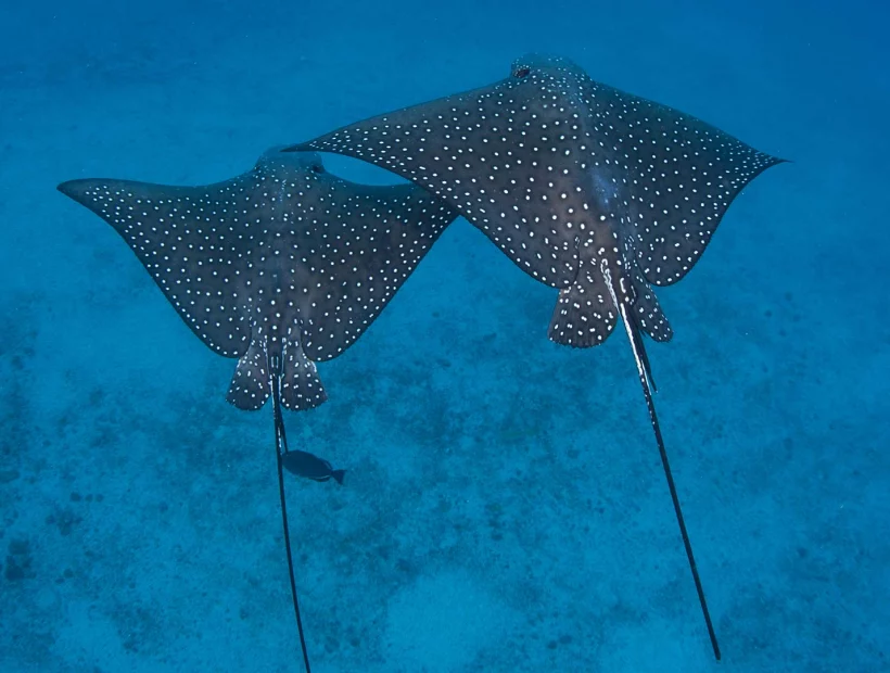 Stachelrochen bei Cocos Island in Costa Rica