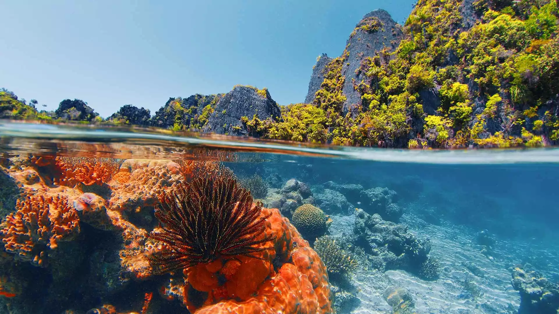 Unterwasserwelt Raja Ampat