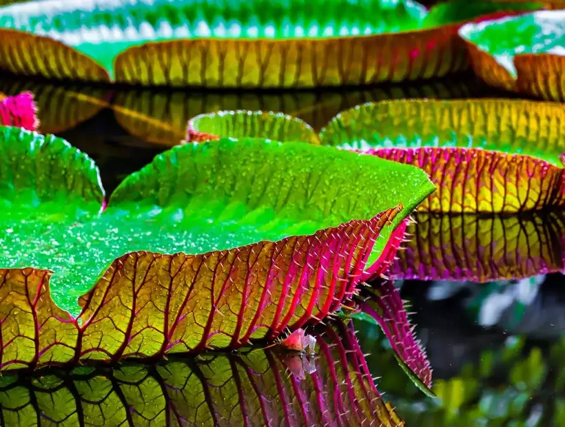 Riesenseerosen im Amazonas