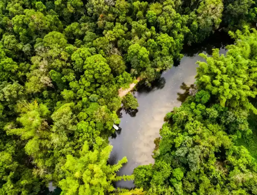 Regenwald Amazons von oben
