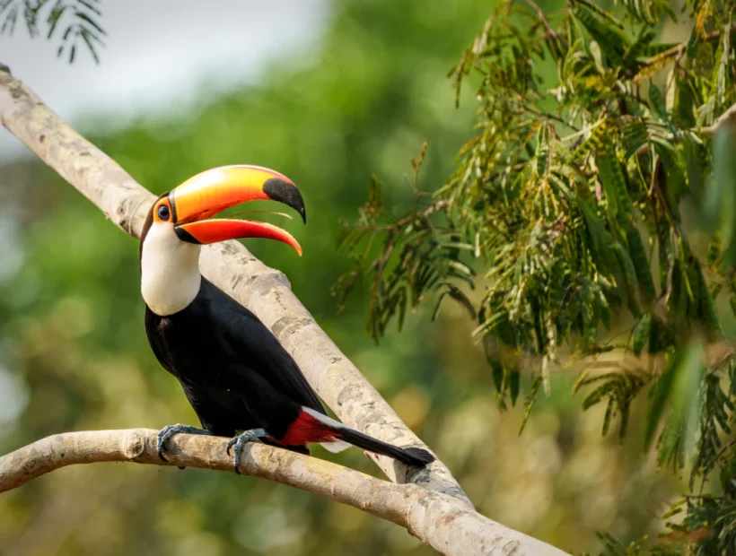 Tukan im Regenwald Brasilien