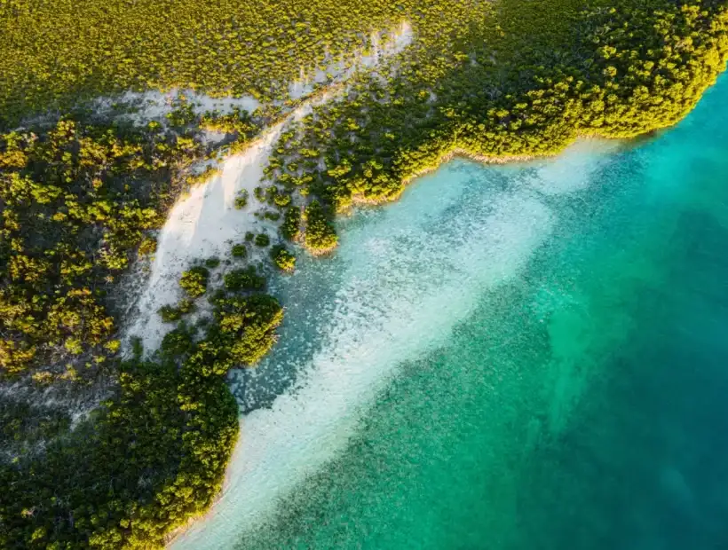 Turks and Caicos Mangroven