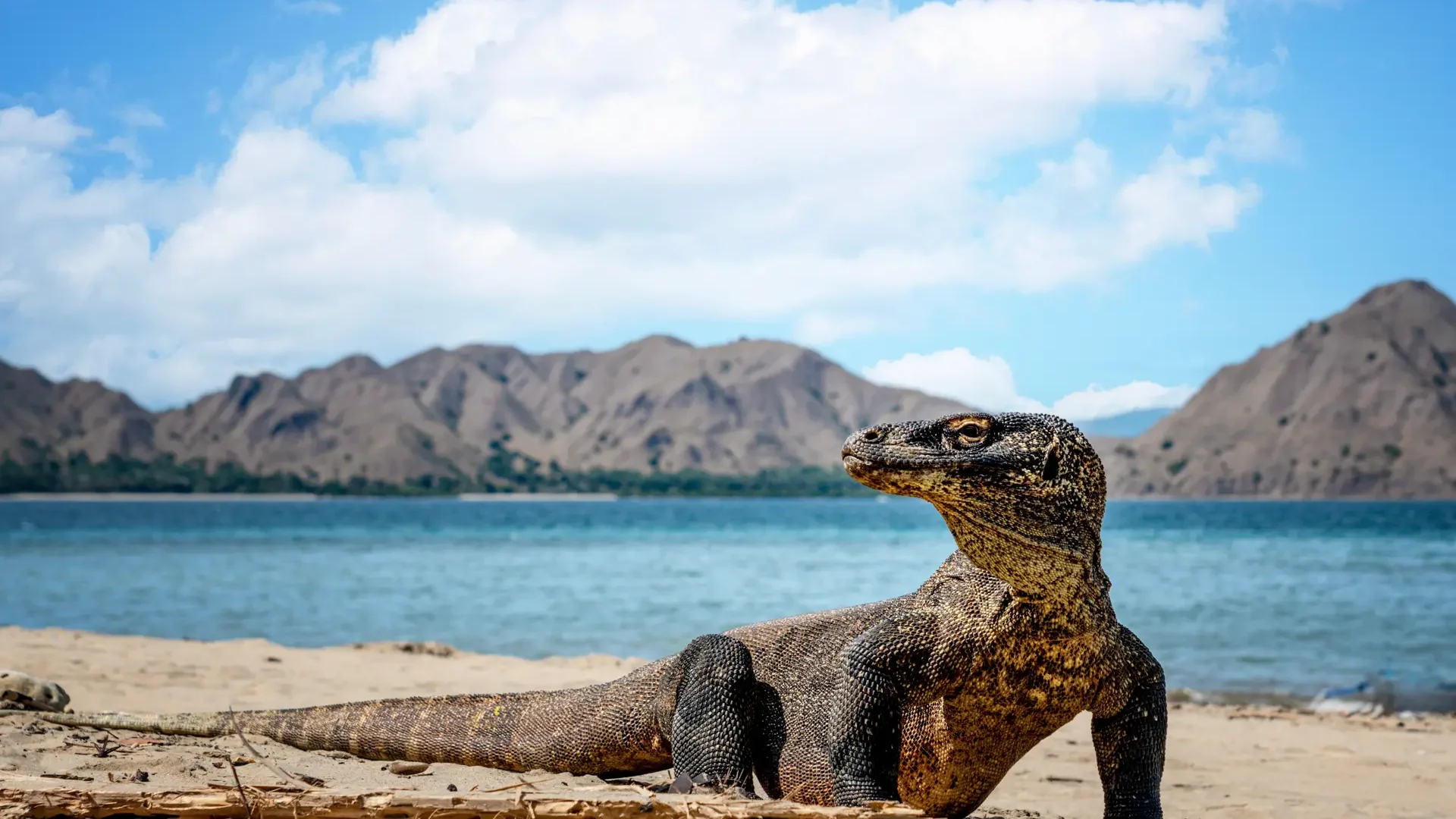 Bali & Komodo