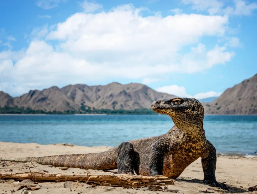 Bali & Komodo
